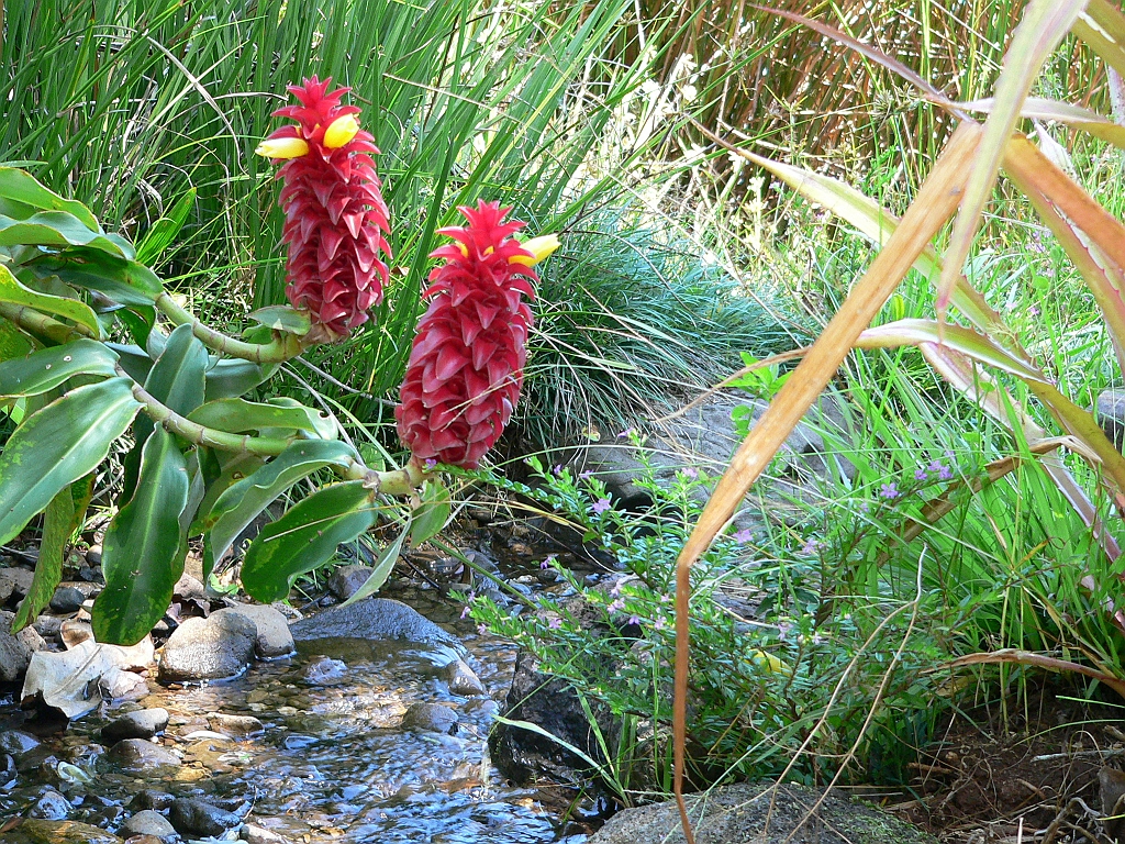 022 Lake Barrine.jpg